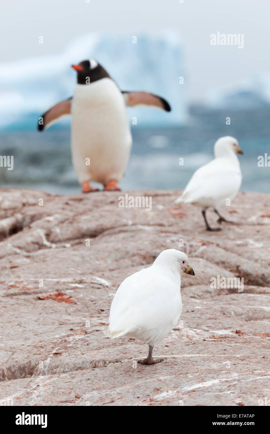 Zwei verschneiten Sheathbills (Chionis Albus) und ein Long-tailed Gentoo Penguin (Pygoscelis Papua), nützliche Insel, Antarktis Stockfoto