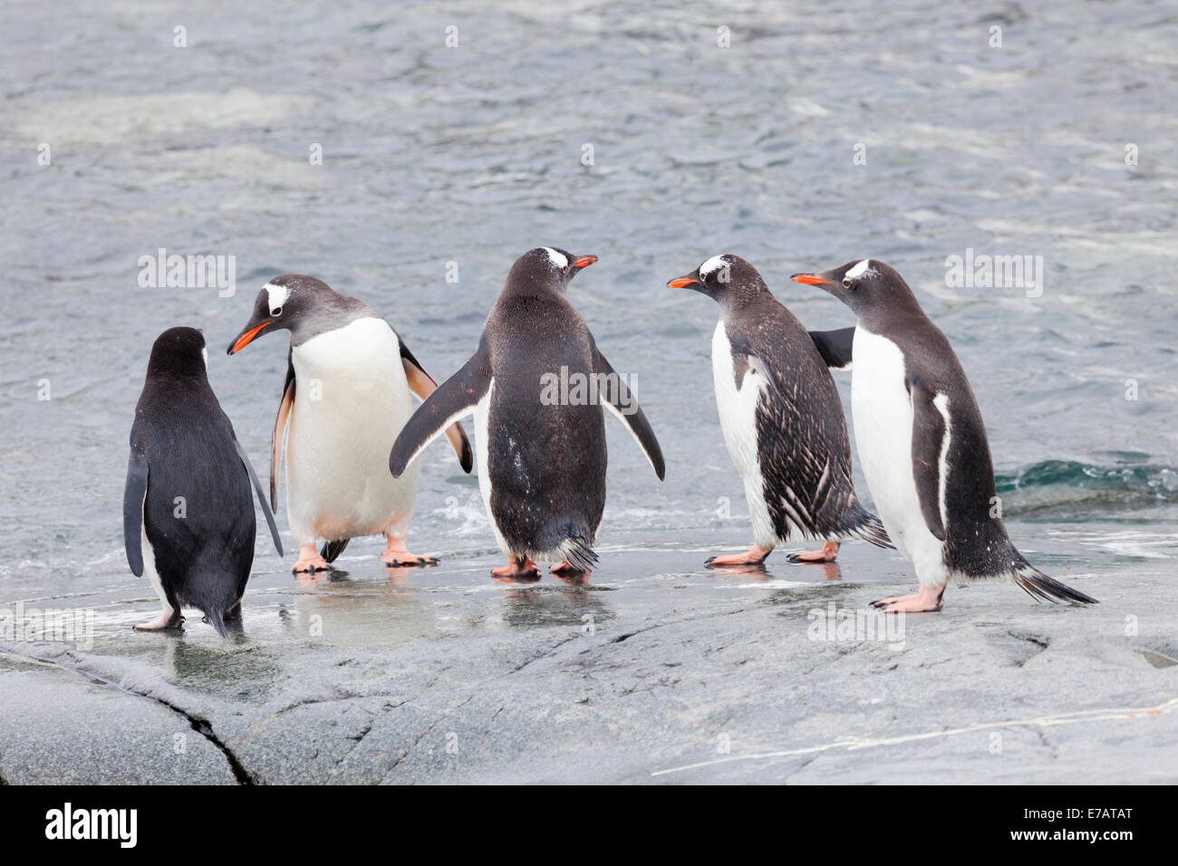 Long-tailed Gentoo Penguins (Pygoscelis Papua) auf einem felsigen Ufer, nützliche Insel, Antarktis Stockfoto
