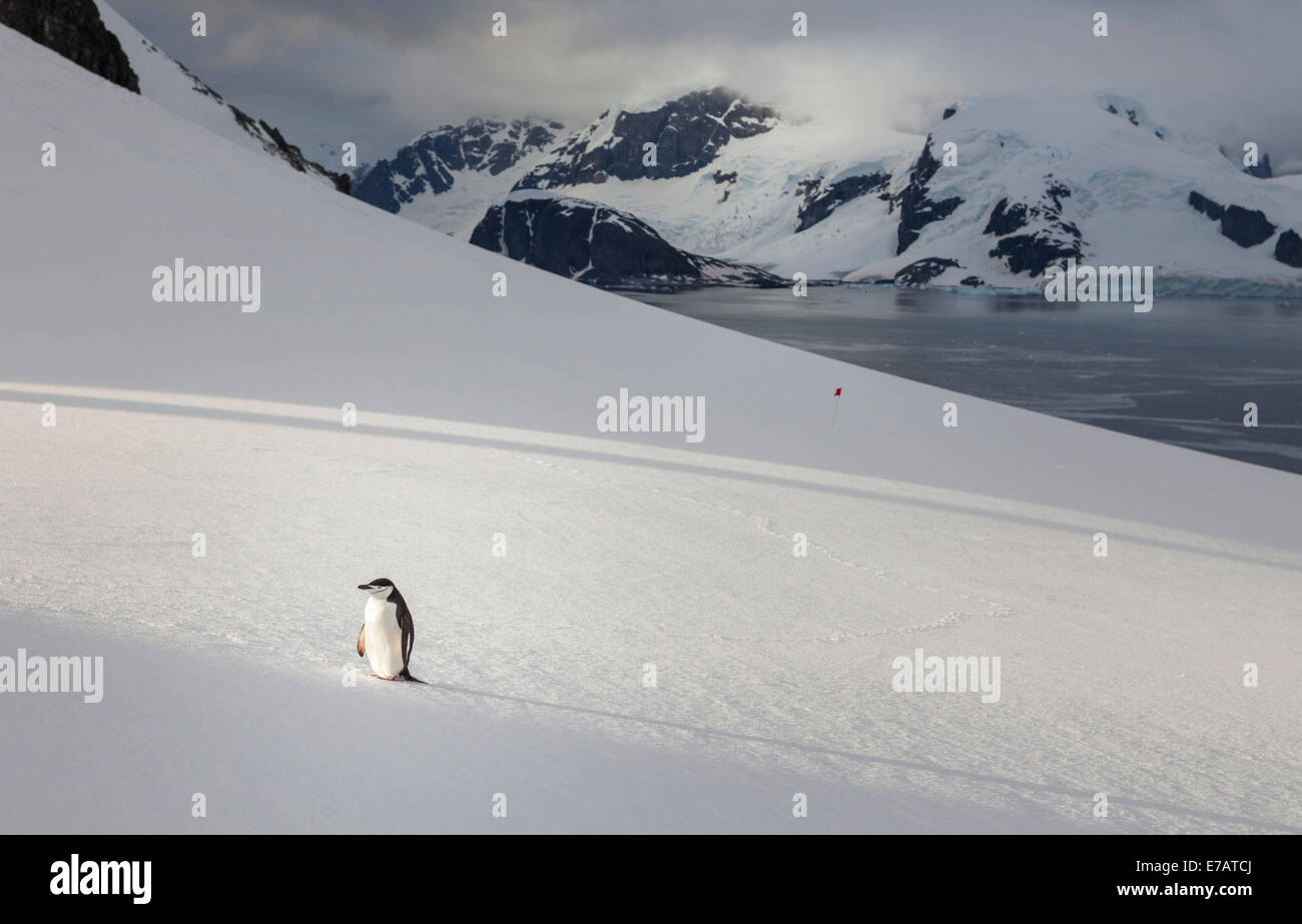 Kinnriemen Pinguin (Pygoscelis Antarcticus) Erwärmung in der Morgensonne, Orne Harbour, Antarktis Stockfoto