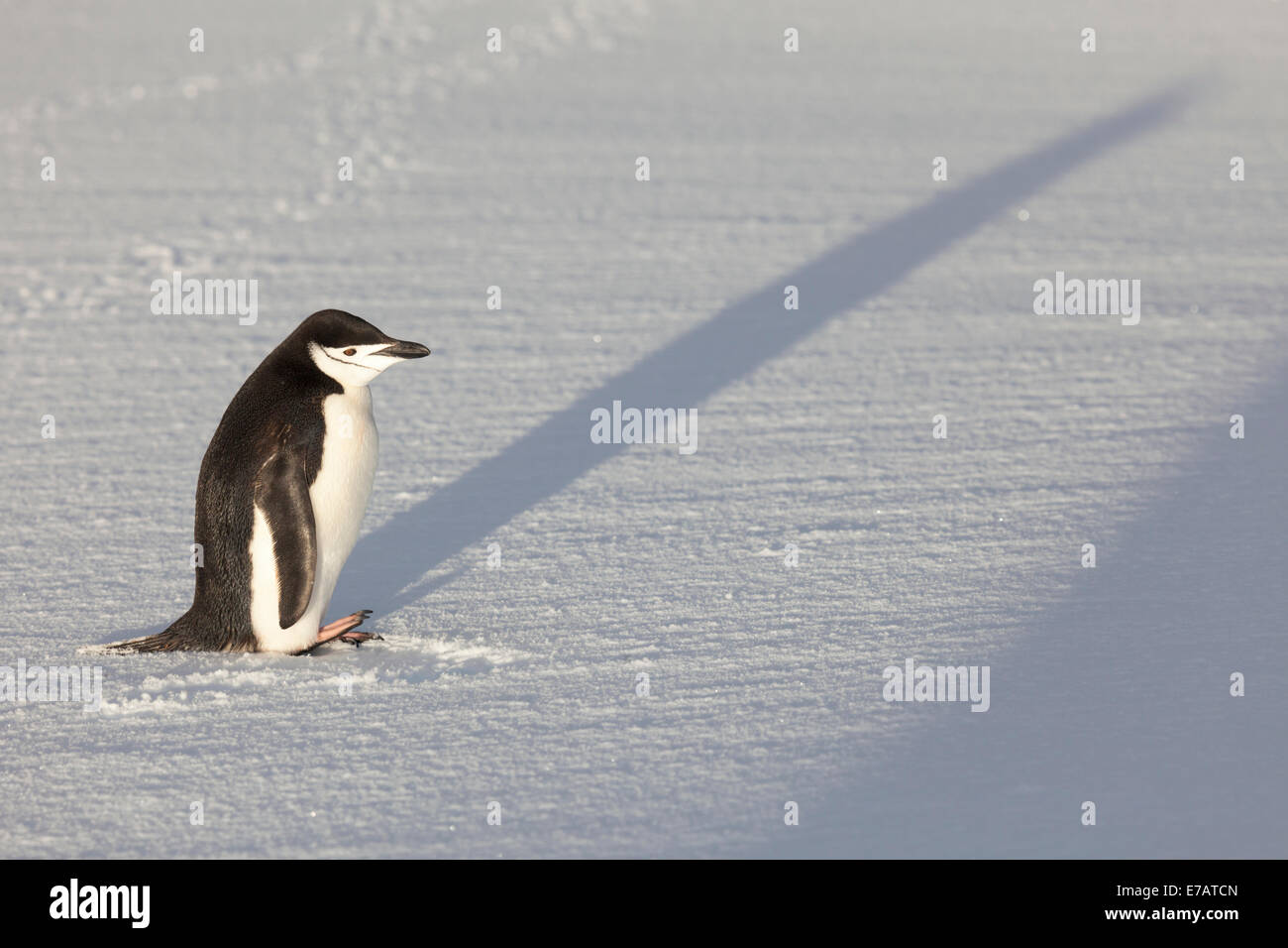 Kinnriemen Pinguin (Pygoscelis Antarcticus) Erwärmung in der Morgensonne, Orne Harbour, Antarktis Stockfoto