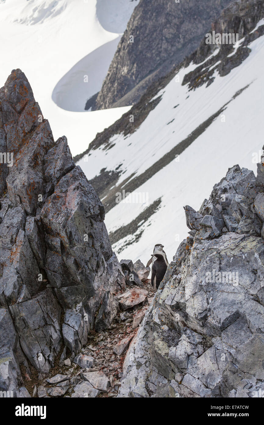 Kinnriemen Pinguine (Pygoscelis Antarcticus) an einem steilen Berghang, Orne Harbour, Antarktis Stockfoto