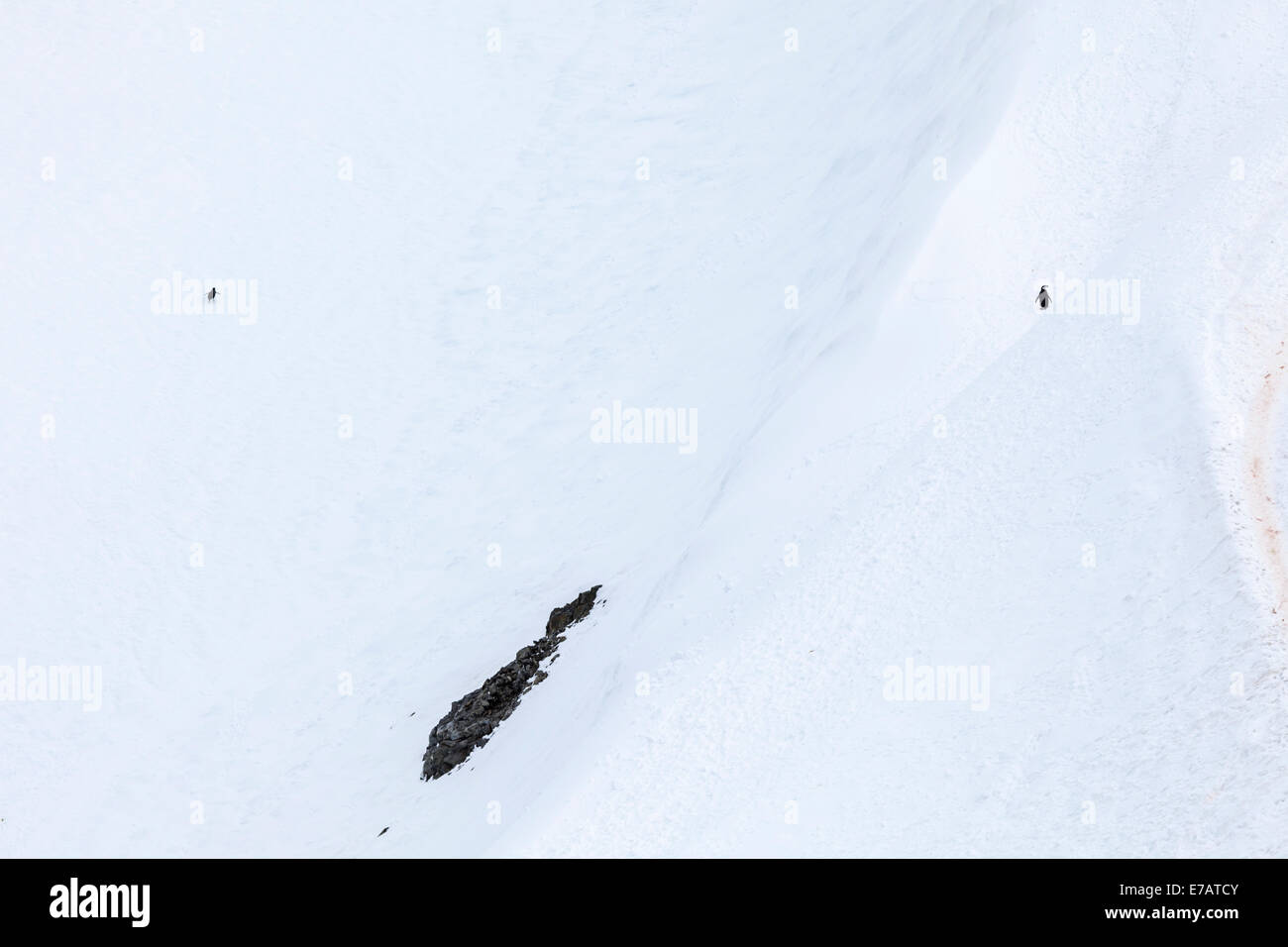Zwei langschwänzigen Gentoo Penguins Klettern eine steile Schnee verpackt Berghang (Pygoscelis Papua), Orne Harbour, Antarktis Stockfoto