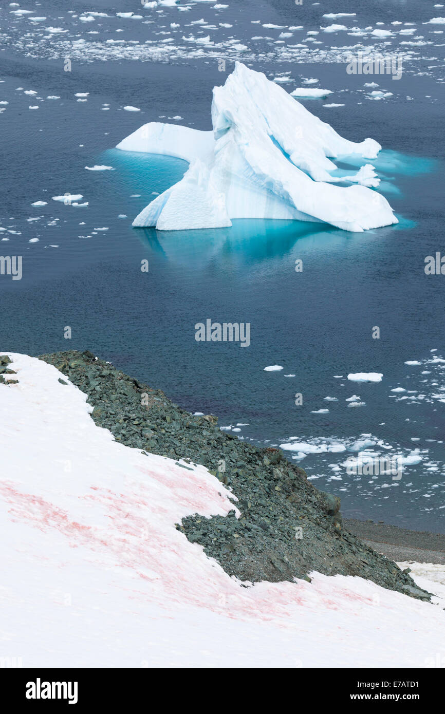 Pinguin-Guano am Ufer und einem schwimmenden Eisberg, Danco Island, Antarktis Stockfoto