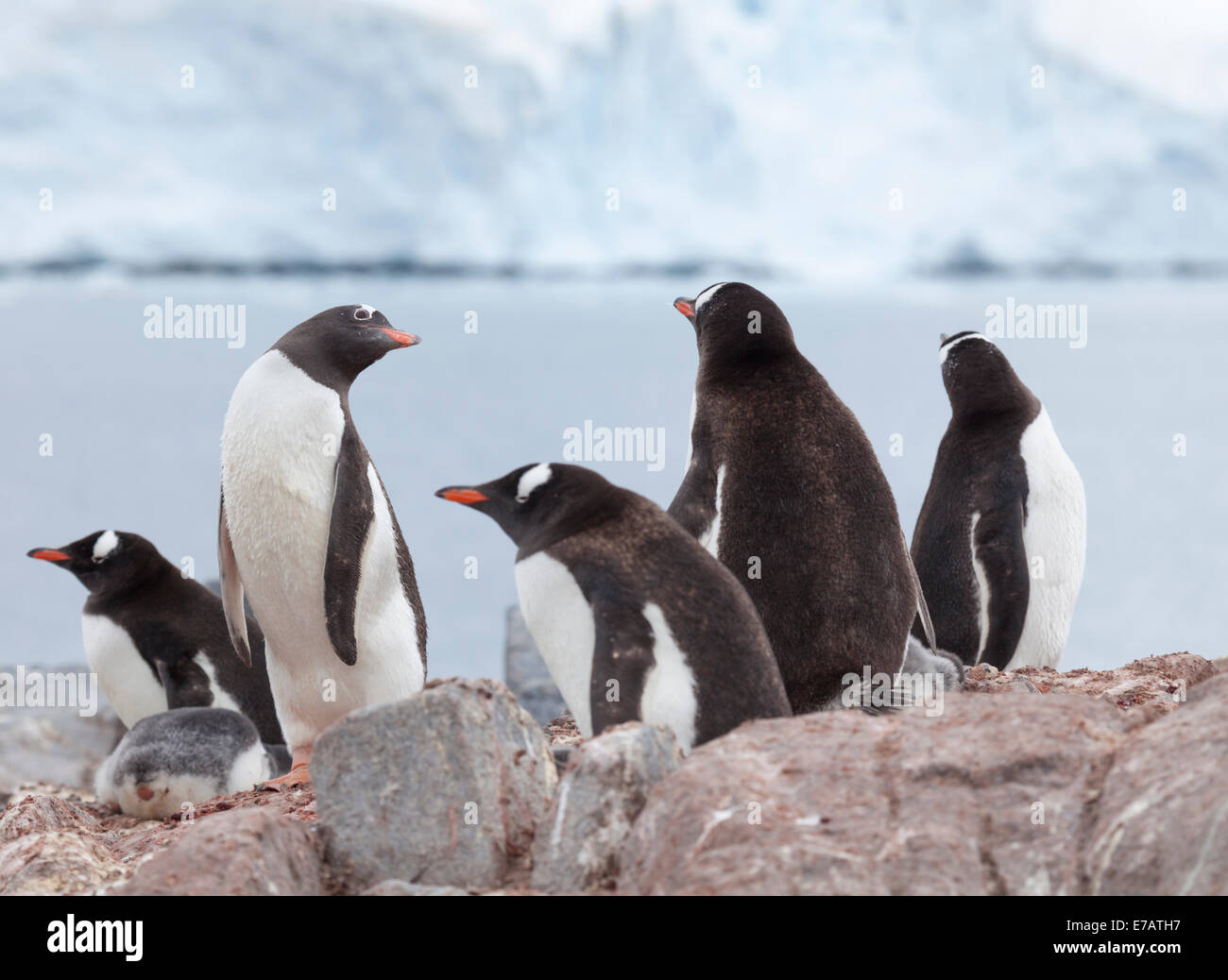 Fünf Erwachsene langschwänzigen Gentoo Penguins (Pygoscelis Papua) und ein Küken in einem Pinguin Kolonie, Port Lockroy, Antarktis Stockfoto