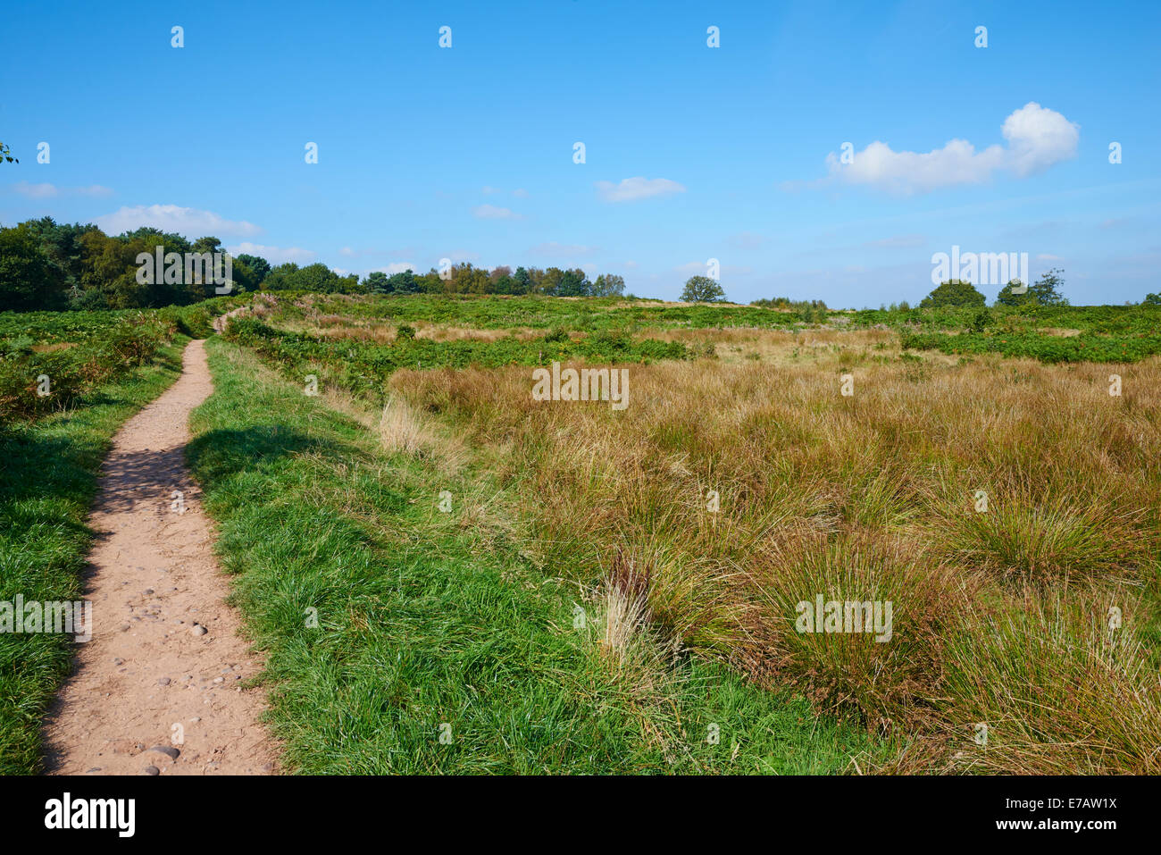 Burg-Ring ein Eisen Alter Hill Fort Cannock Chase, Cannock Holz Staffordshire UK Stockfoto