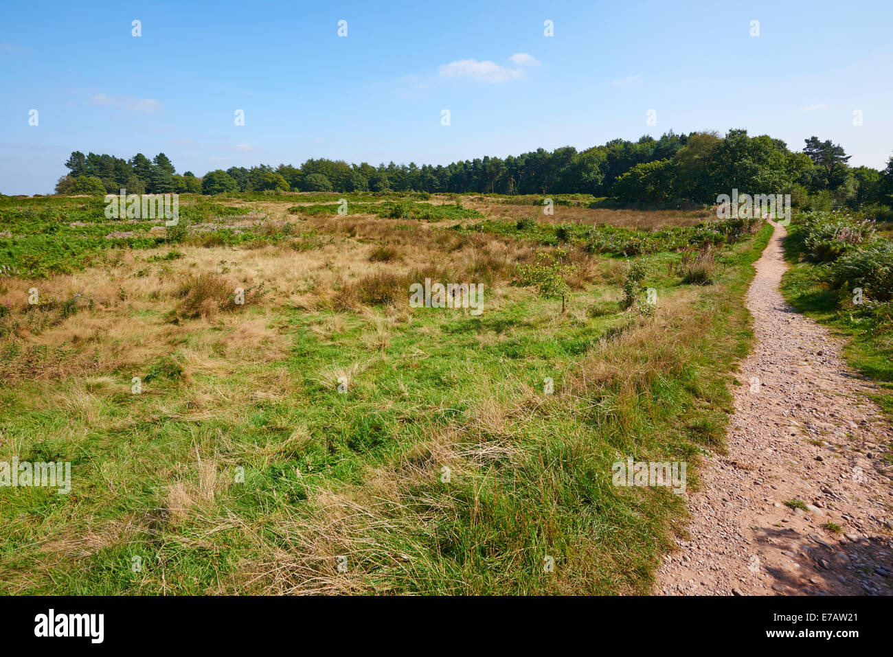 Burg-Ring ein Eisen Alter Hill Fort Cannock Chase, Cannock Holz Staffordshire UK Stockfoto