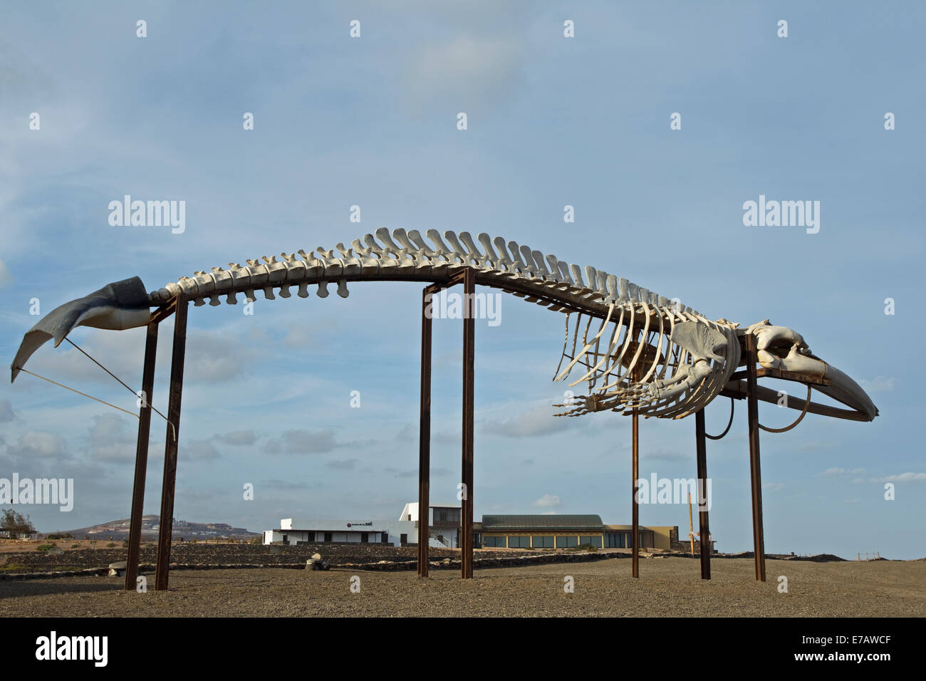 Skelett der Finnwal (Balaenoptera Physalus), Salzmuseum, Salinas del Carmen, Stockfoto