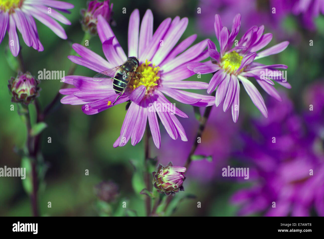 Schwebfliegen, manchmal auch als Blume fliegen oder Syrphid fliegt, machen die Insekten Familie Syrphidae auf eine Blüte lila asta Stockfoto