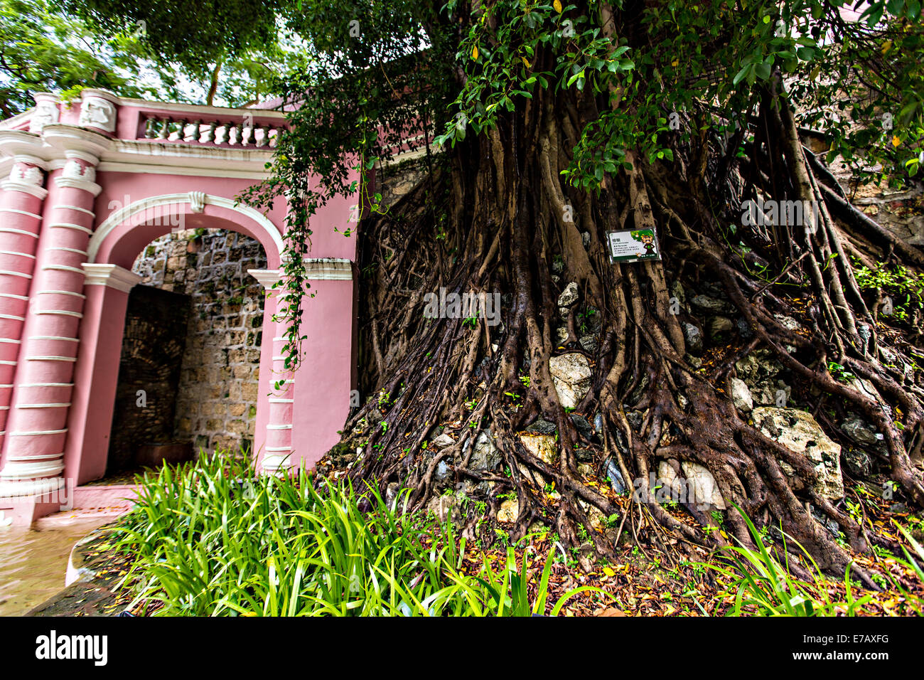 Ein Banyanbaum in den Jardim Sao Francisco oder Sao Francisco Garten in Macau. Stockfoto