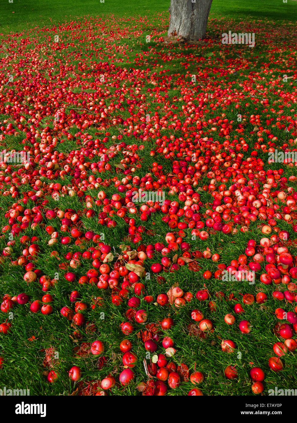 Äpfel auf dem Boden mit grünem Rasen und Apple tree Stockfoto
