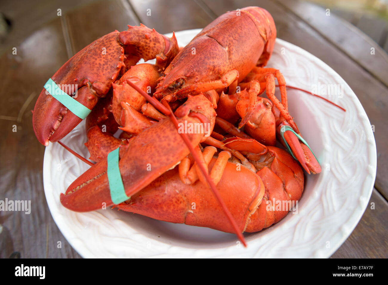 Frisch gedünstet Maine Hummer bereit zu knacken öffnen und Essen, Bar Harbor, Maine, USA. Stockfoto