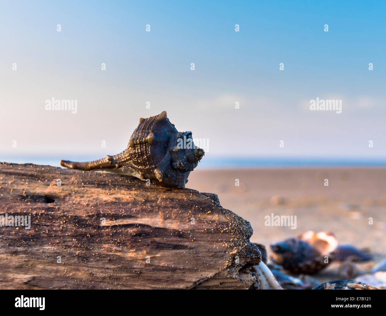 Shell auf einem Stück Holz, im Hintergrund der Strand und das Meer Stockfoto