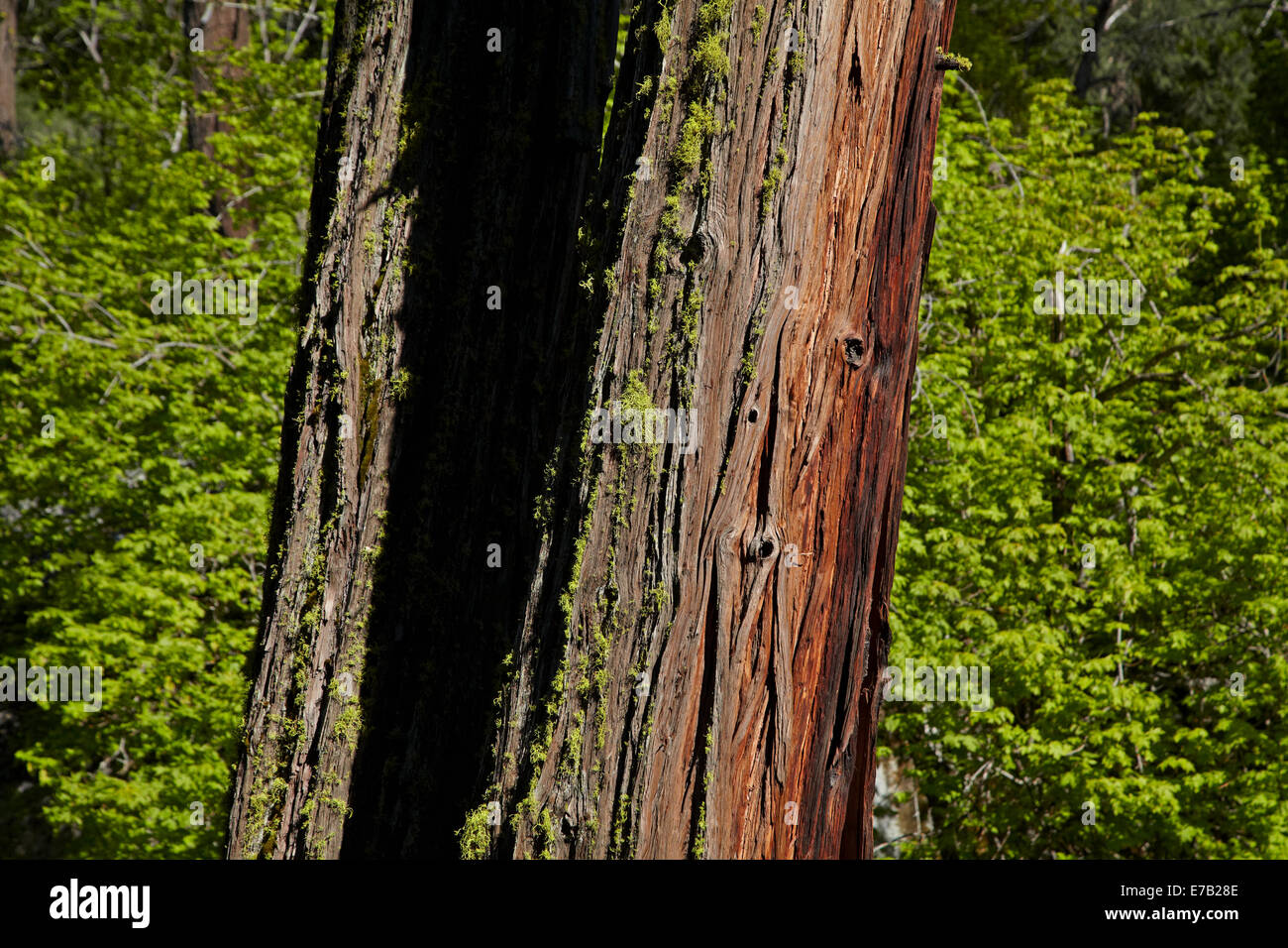 Baumstamm auf Mirror Lake Trail, Yosemite-Nationalpark, Kalifornien, USA Stockfoto