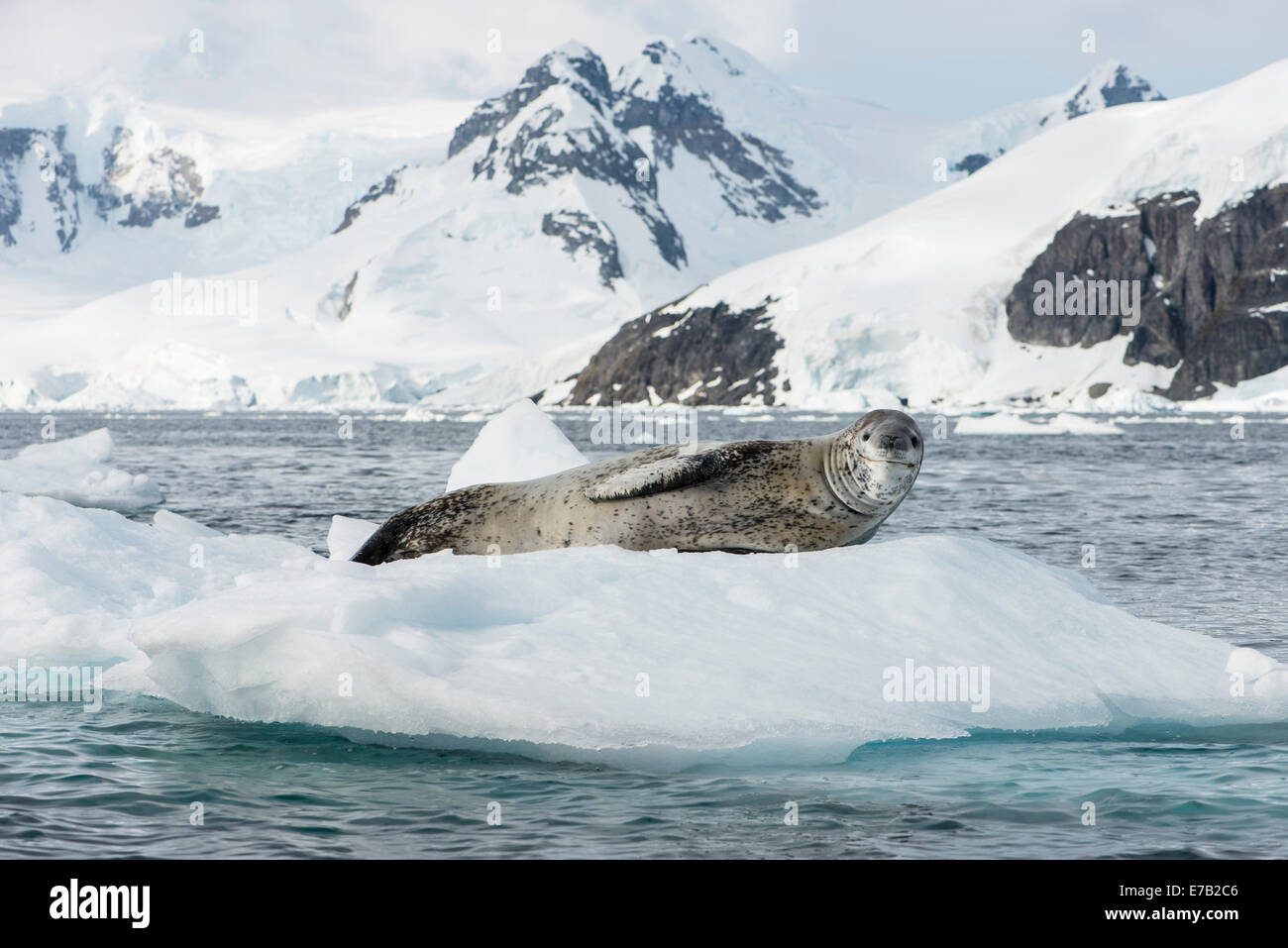 Leopard seal auf Eisstrom, Antarktis Stockfoto