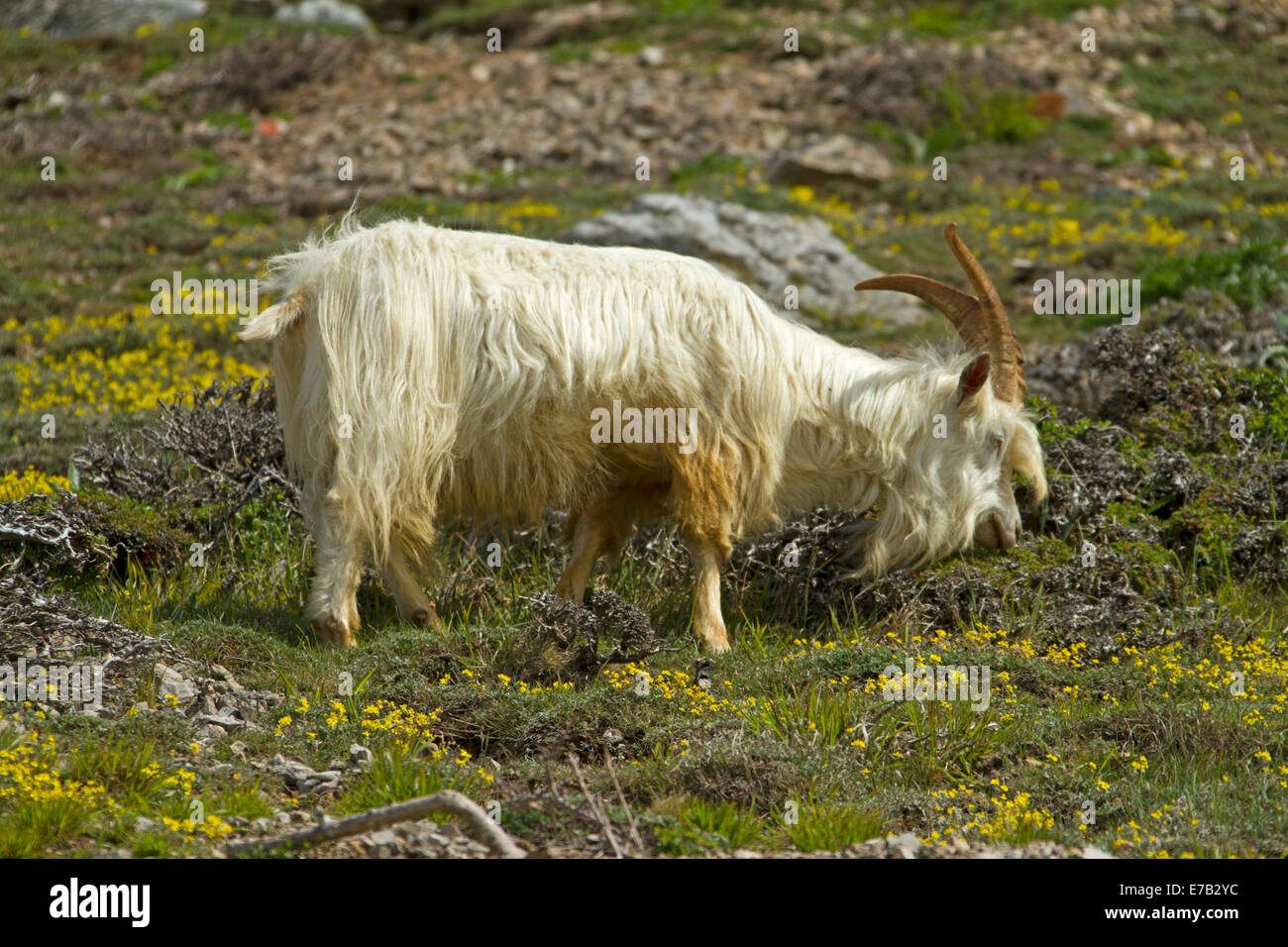 Kaschmir-Ziege, mit langen zotteligen weißen Haaren und Hörner, Weiden unter gelbe Wildblumen an Hängen des Great Orme, Llandudno Wales Stockfoto