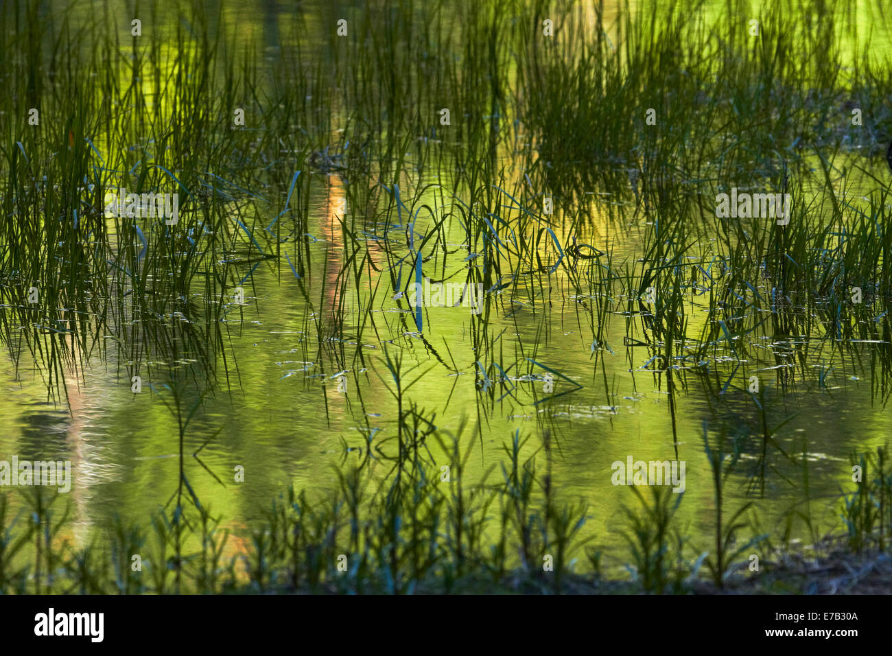 Reflexionen im Mirror Lake, Yosemite-Nationalpark, Kalifornien, USA Stockfoto