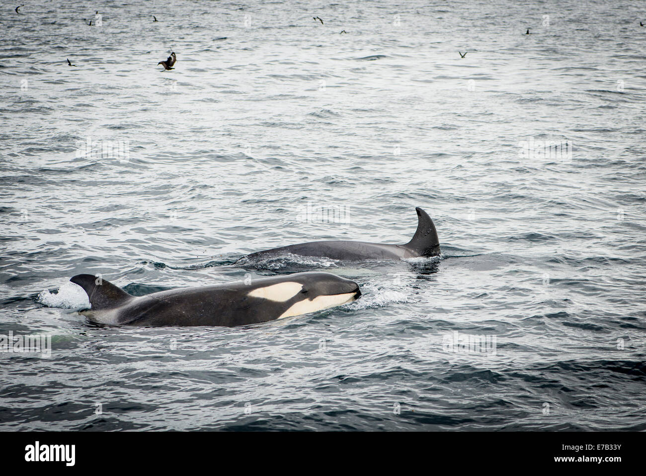 Orca, antarktischen Gewässern Stockfoto