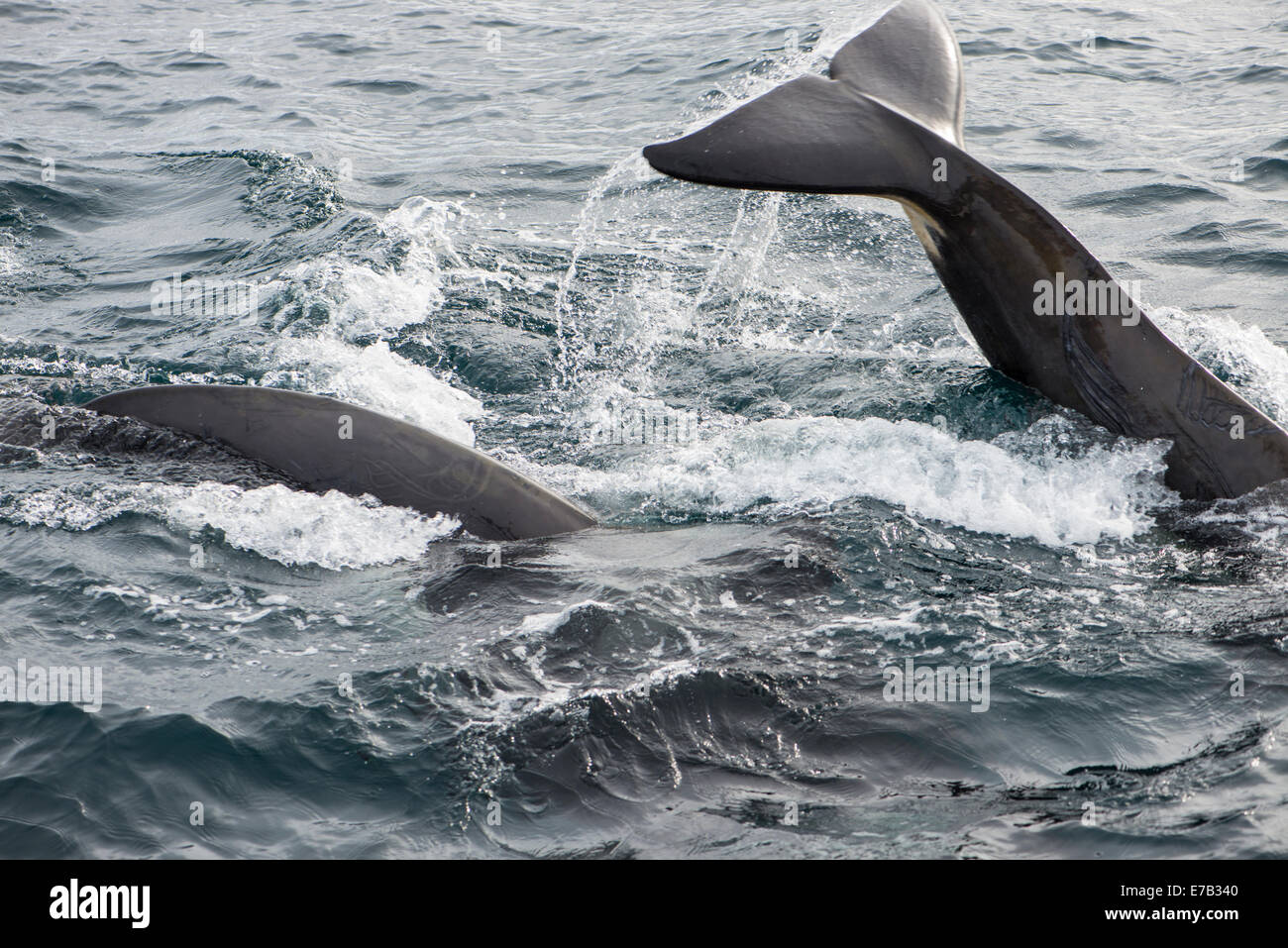 Orca, antarktischen Gewässern Stockfoto