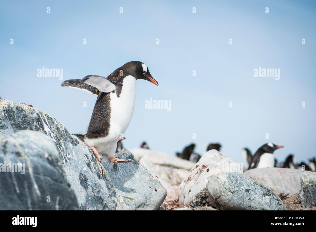 Gentoo Penguin Rockhopping, Antarktis Stockfoto
