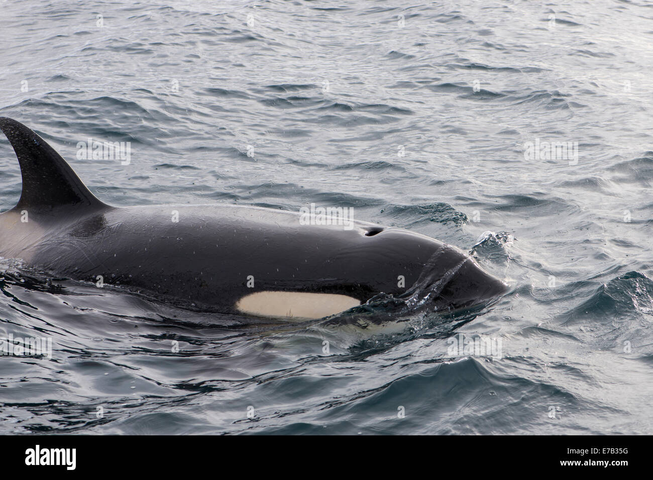 Orca, antarktischen Gewässern Stockfoto