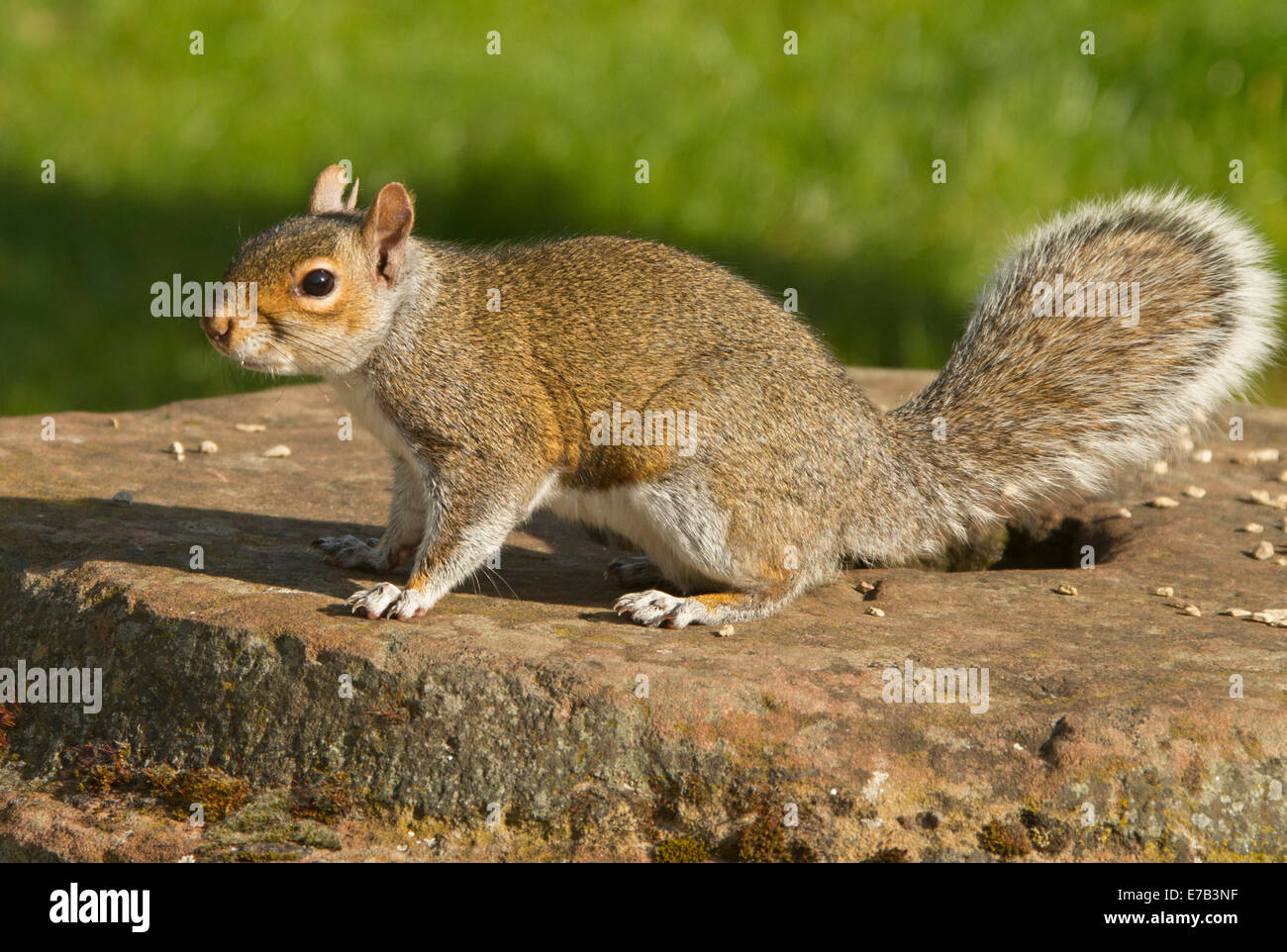 Östliche Grauhörnchen, Sciurus Carolinensis, eine eingeführten Arten auf Felswand in einer Parklandschaft in Stadt Chester, England Stockfoto