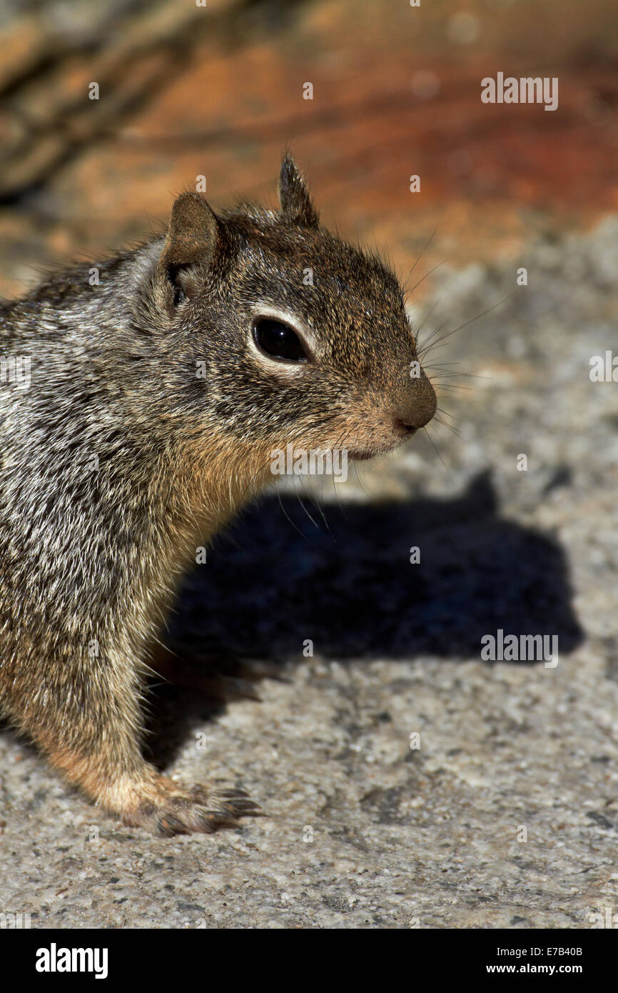 California Grundeichhörnchen (Otospermophilus Beecheyi), durch den Nebel Trail, Yosemite-Nationalpark, Kalifornien, USA Stockfoto