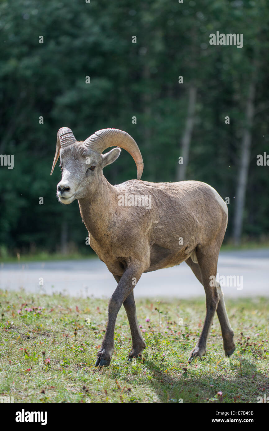 Bighorn Schafe in den kanadischen Rockies Stockfoto