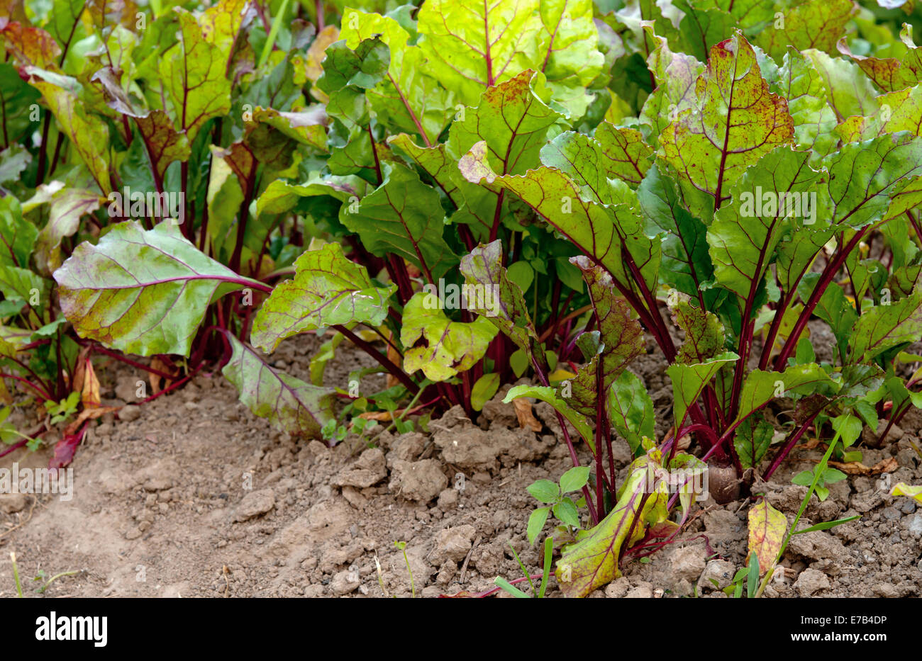 Rote beete im boden -Fotos und -Bildmaterial in hoher Auflösung – Alamy