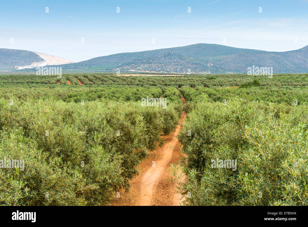 Panorama-Blick auf Olivenbäume und Früchte in Reihen gepflanzt. Spanien. Stockfoto