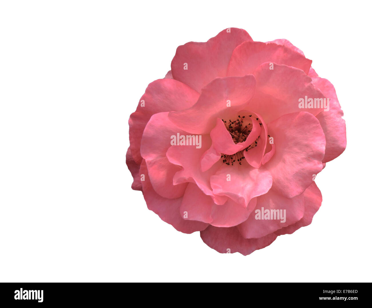 Ausschnitt der rosa Rose auf weißem Hintergrund Stockfoto