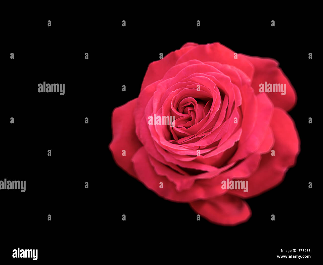 Nahaufnahme von roten Rose auf schwarz mit ausgewählten Schwerpunkten Mitte der Blume. Stockfoto