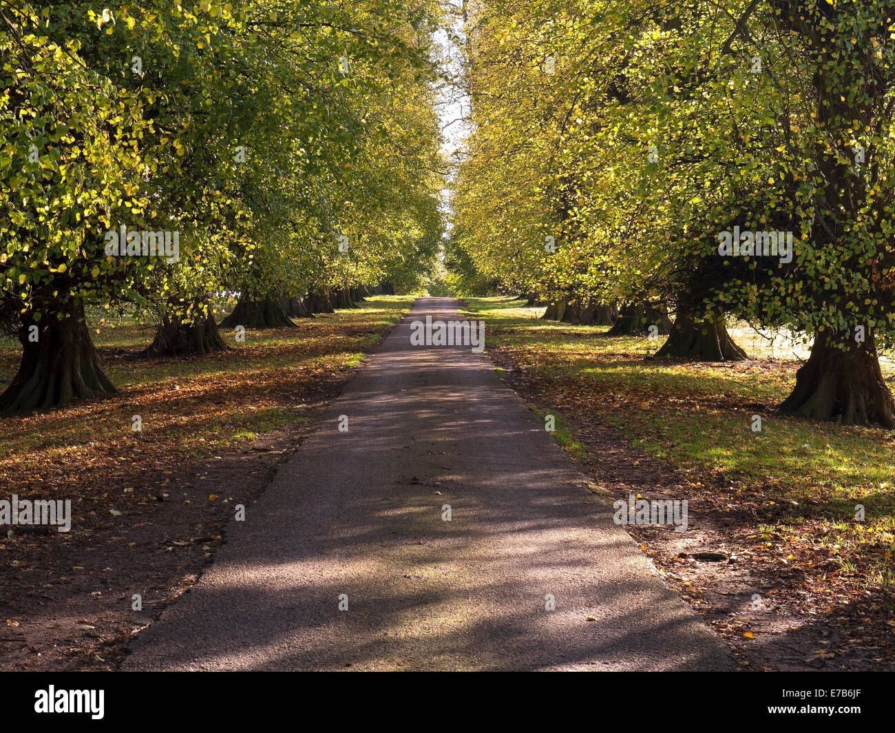 Lang, gerade, sonnendurchfluteten Lindenbaum gesäumten Allee im Herbst, Ticknall, Derbyshire, England, UK Stockfoto