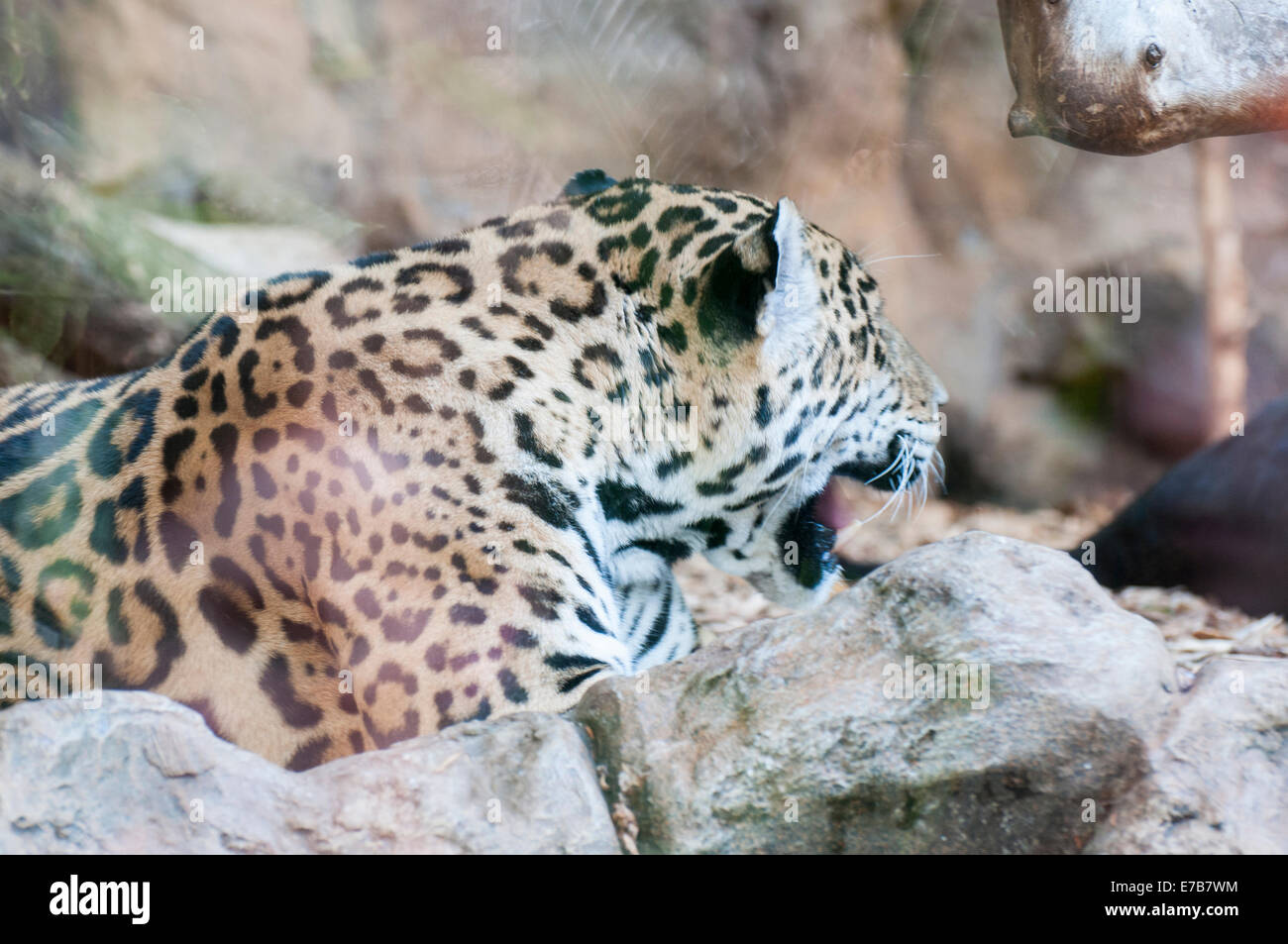 Tigerstreifen mitten im Dschungel Stockfoto