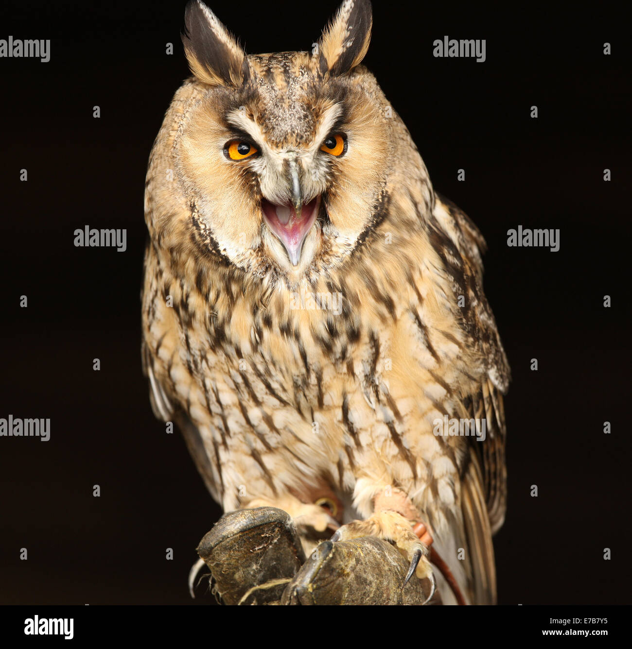 Porträt einer lange Eared Owl Kreischen Stockfoto