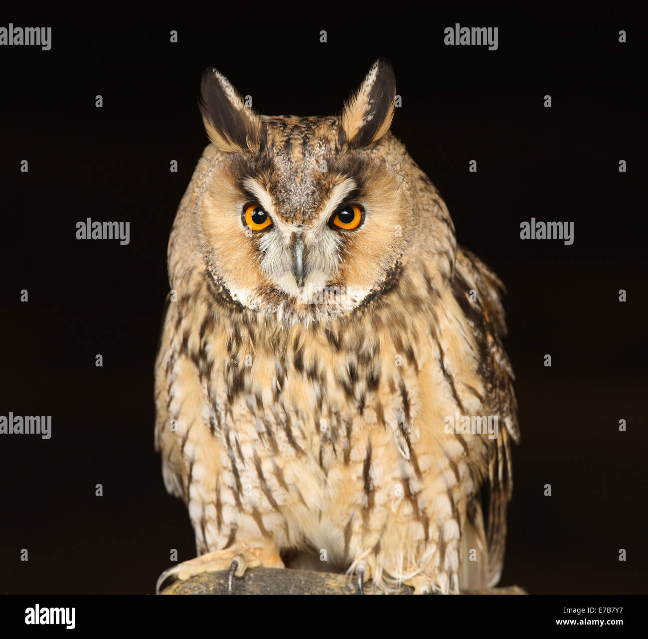 Porträt einer lange Eared Owl Kreischen Stockfoto