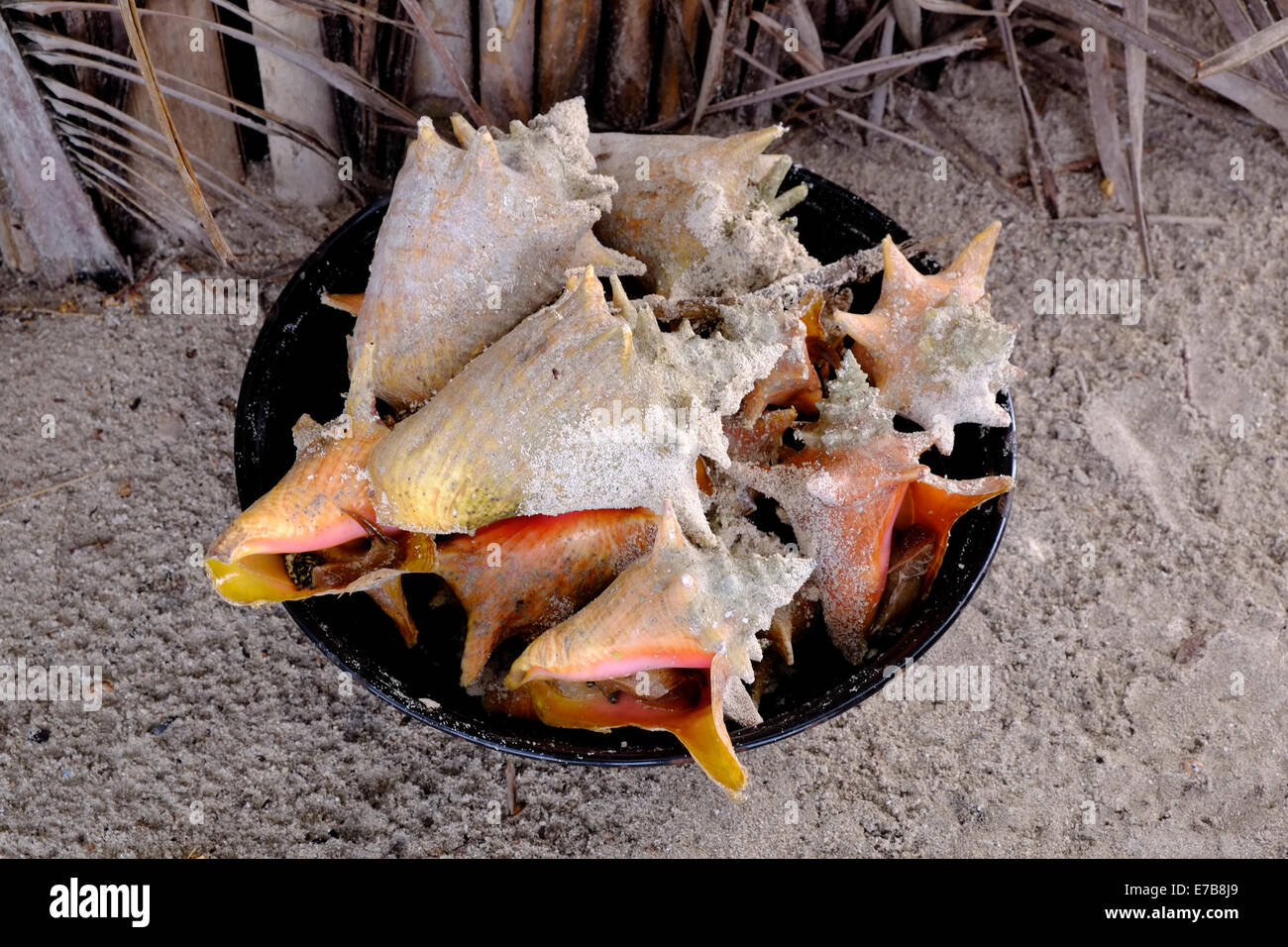 Haufen von Muscheln in San Blas Inseln eine indigene Provinz von Kuna Yala in der karibischen Küste von Panama Stockfoto