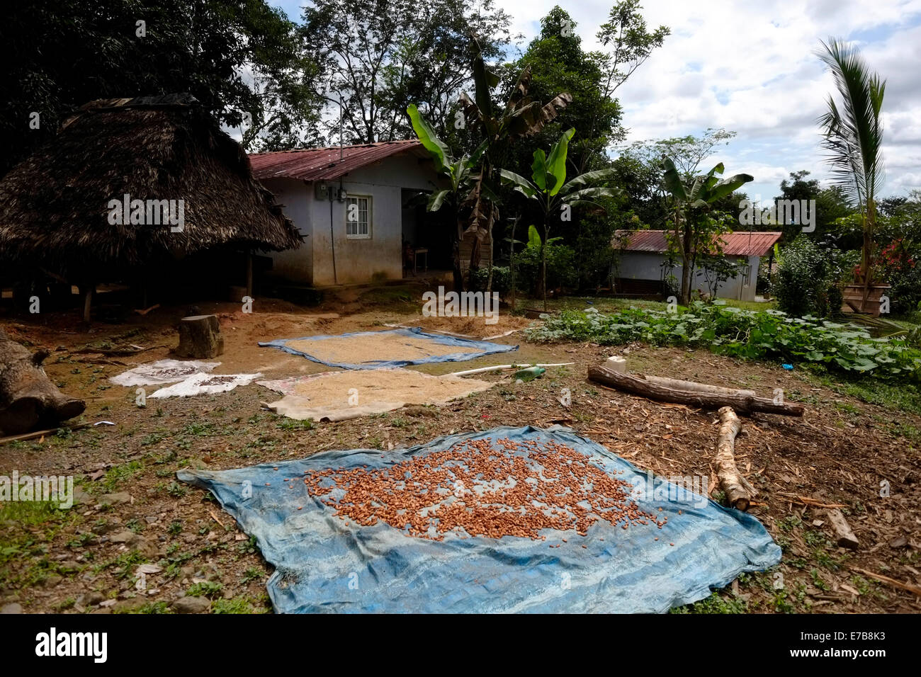 Lebensmittel, die Trocknung im Freien auf einer Wald-Siedlung in Comarca Quebrado Guabo Reservierung in der Provinz Chiriqui Republik Panama Stockfoto