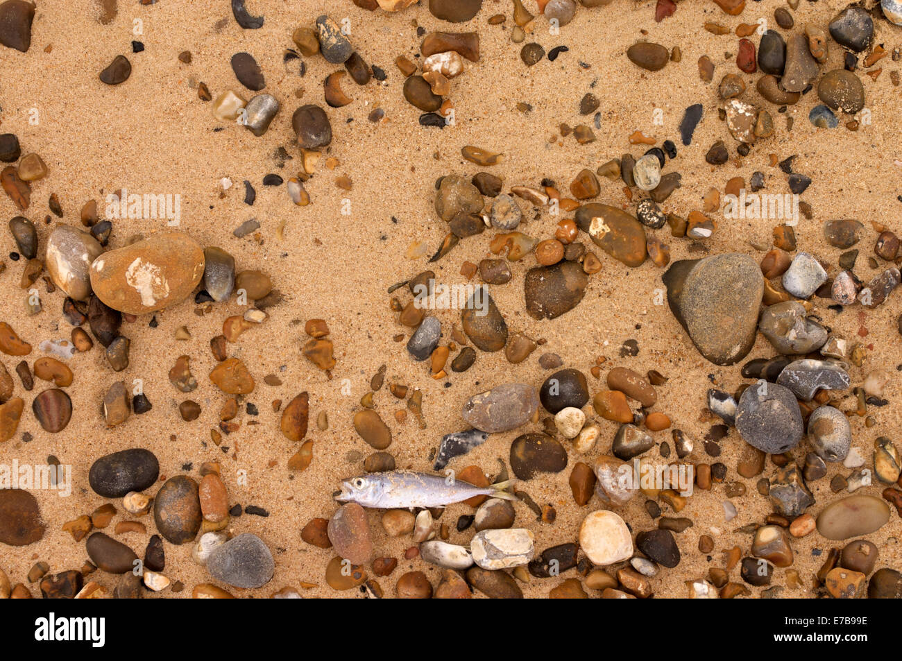 Tote Fische am Strand. Stockfoto