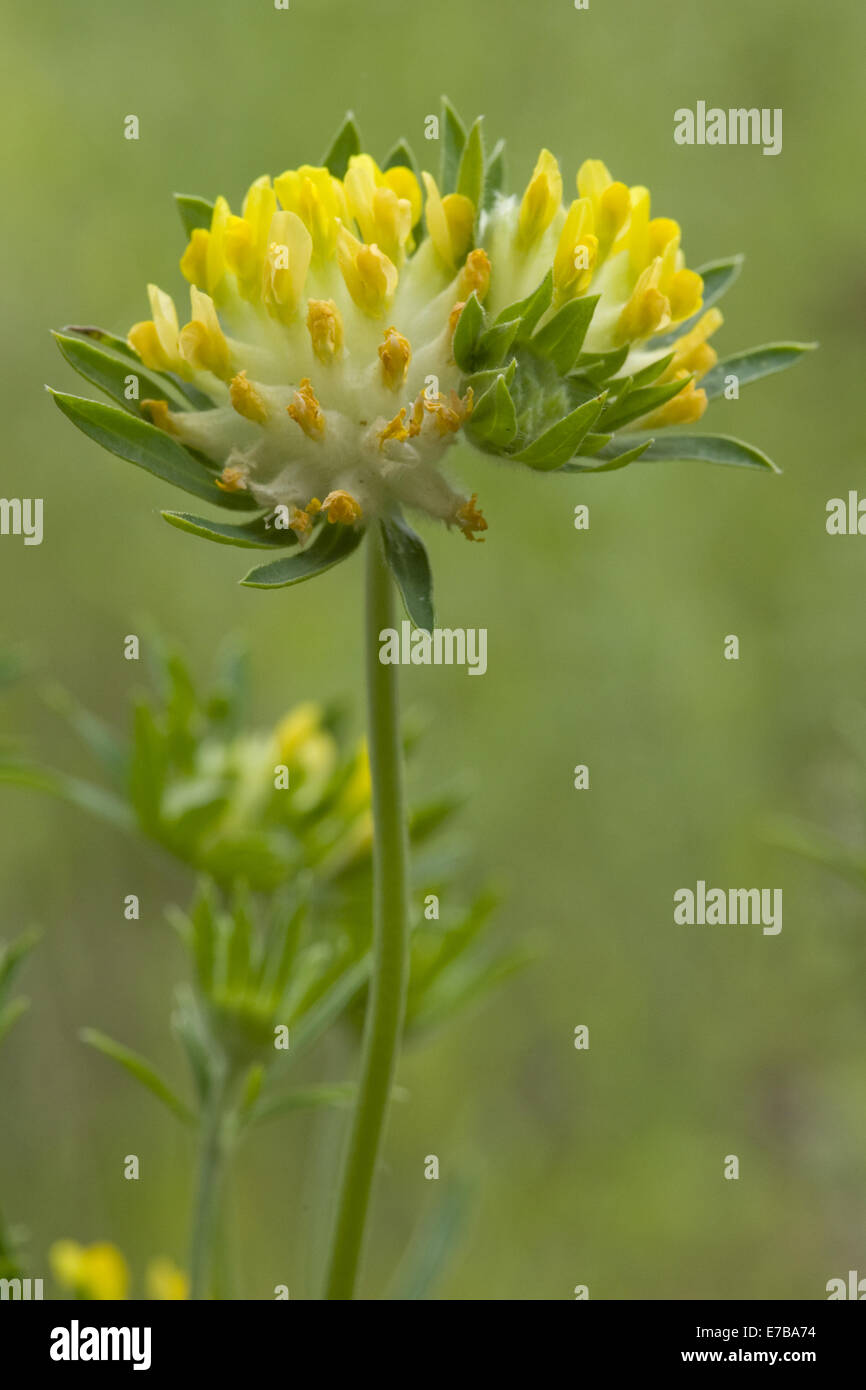 Niere Futterwicke, Anthyllis Vulneraria SSP. polyphylla Stockfoto