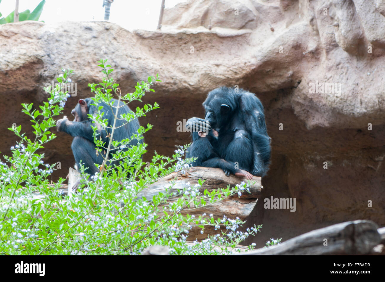Familie von Affen abwischen Haarlinge Stockfoto