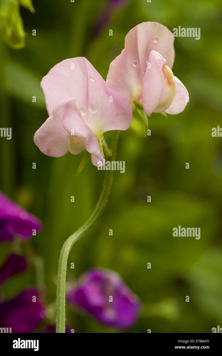 Duftende Platterbse, Lathyrus man Stockfoto
