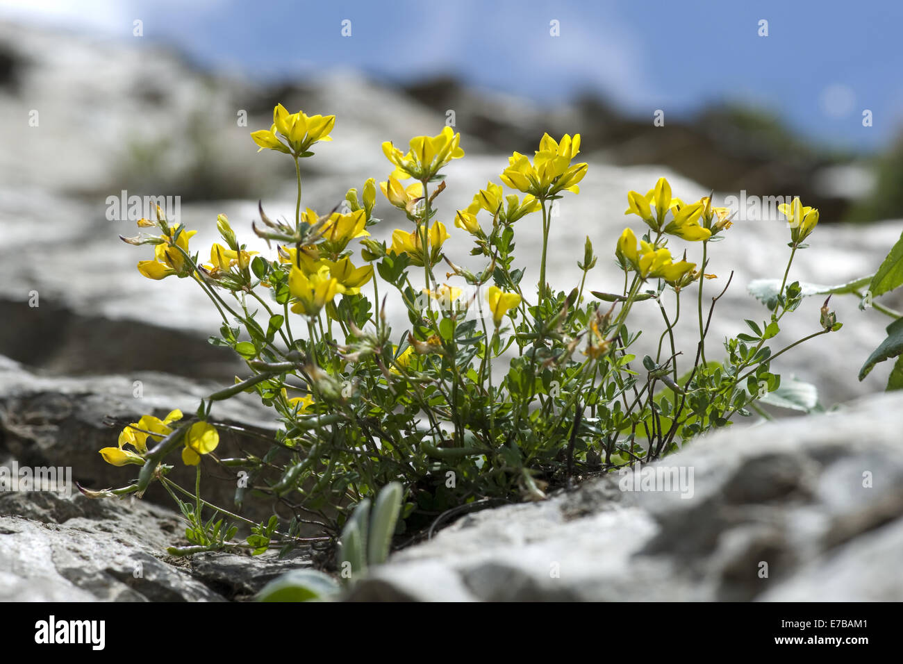 Alpine Birdsfoot-Kleeblatt, Lotus alpinus Stockfoto