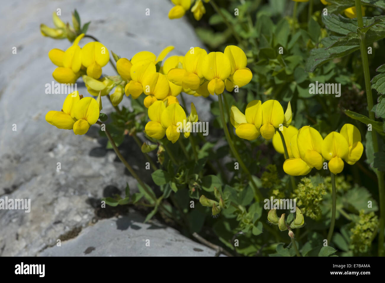 gemeinsame Birdsfoot-Kleeblatt, Lotus corniculatus Stockfoto