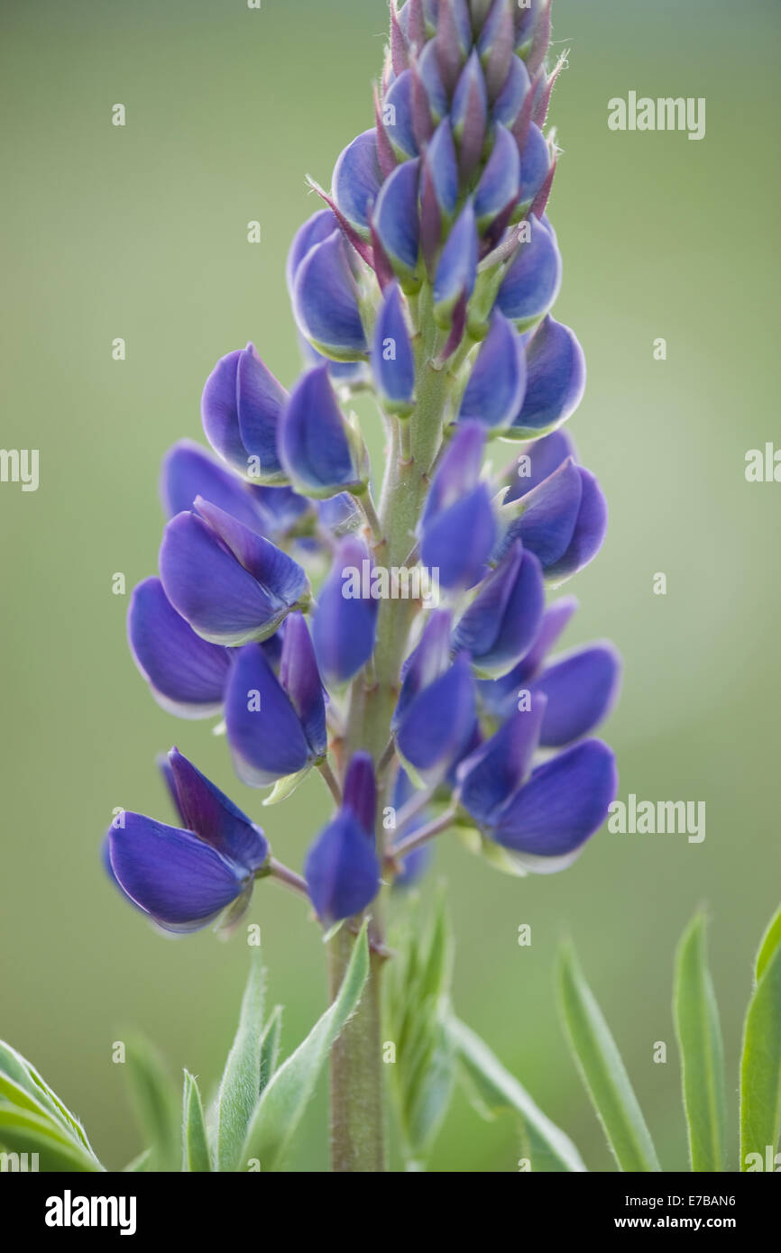 großblättrige lupine, Lupinus polyphyllus Stockfoto