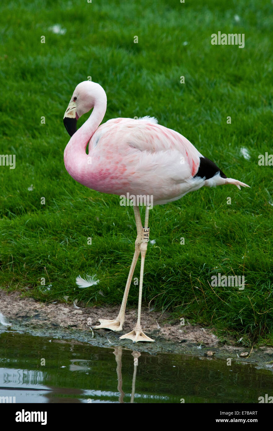 Anden Flamingo (Phoenicopterus Andinus) Stockfoto