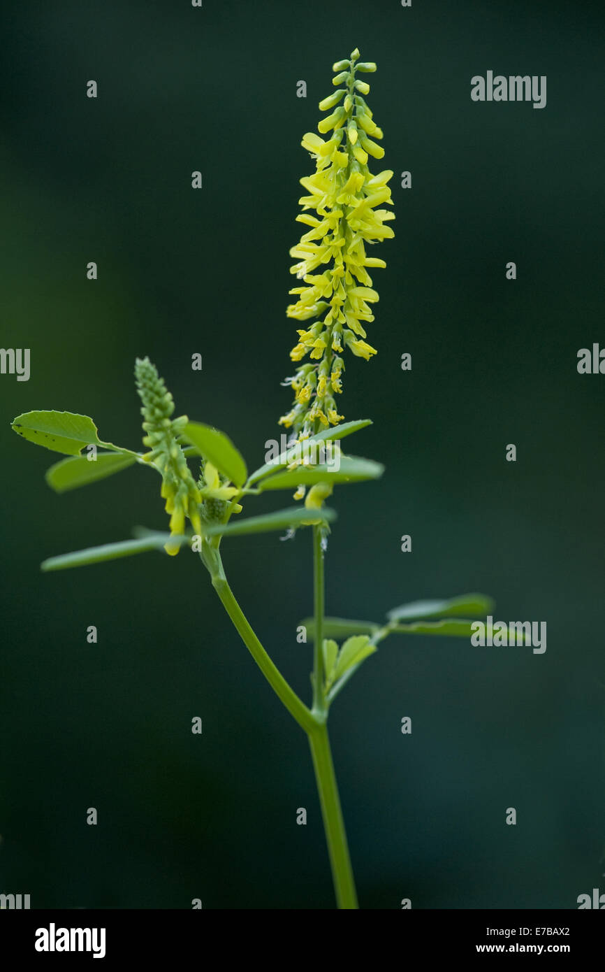 gelber Steinklee, Melilotus officinalis Stockfoto