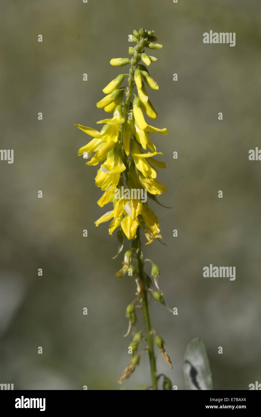 gelber Steinklee, Melilotus officinalis Stockfoto