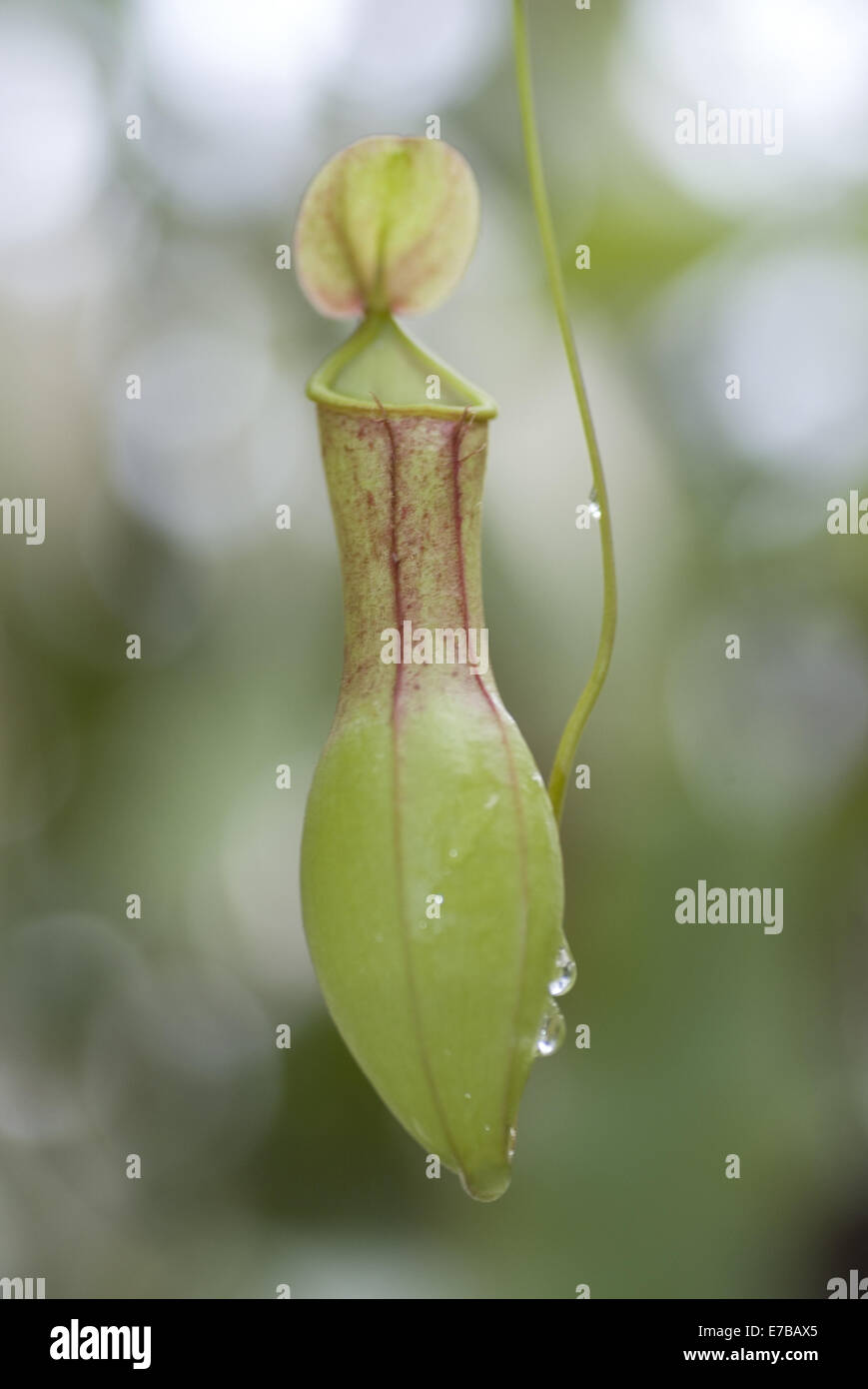 Kannenpflanze Nepenthes alata Stockfoto