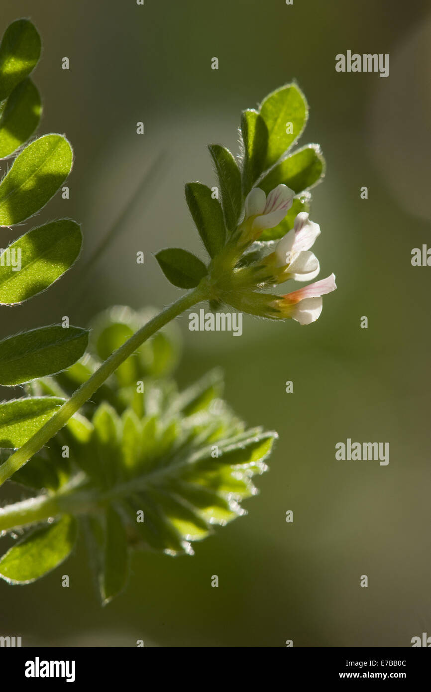 Vogels-Foot, Ornithopus perpusillus Stockfoto