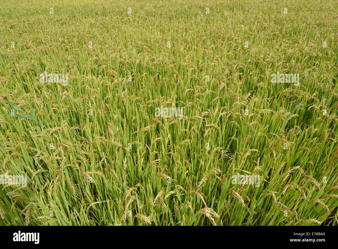Reisfelder. Stockfoto